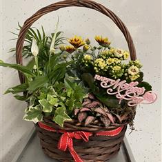 Mums planted basket