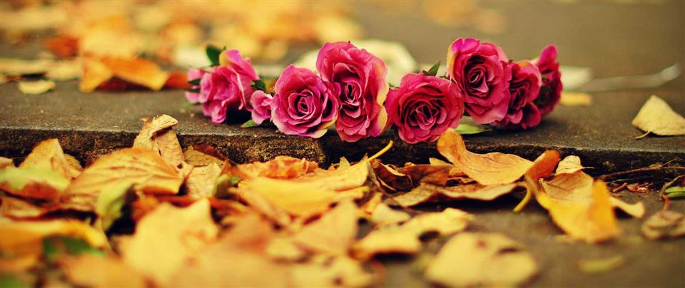 Autumn Flowers