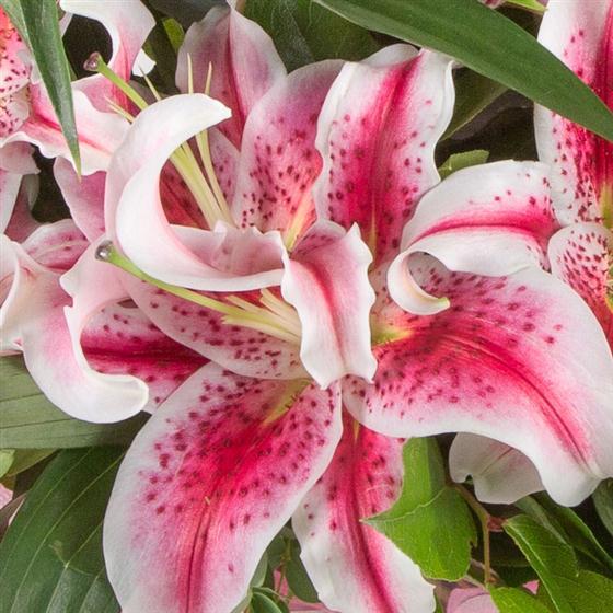 Pink Lilies Flowers by Lesley Strachan Florist Lanark